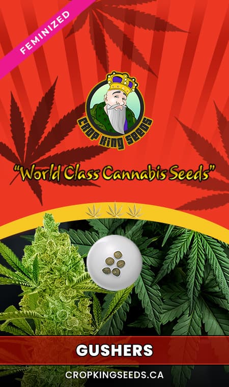 Gushers seeds at Crop King Seeds