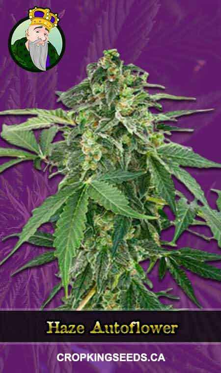 Haze seeds at Crop King Seeds