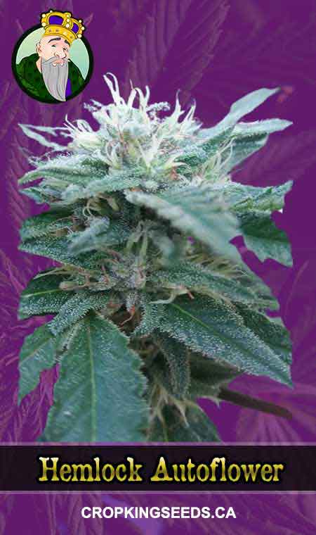 Hemlock seeds at Crop King Seeds