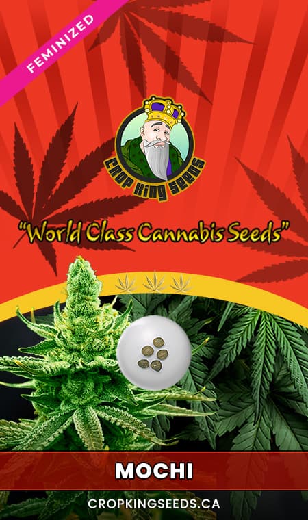 Mochi seeds at Crop King Seeds