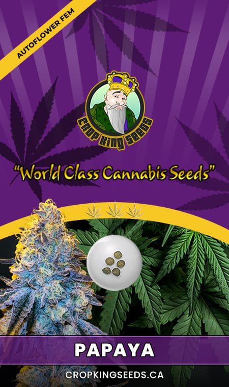 Papaya seeds at Crop King Seeds