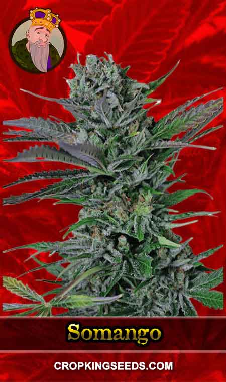 Somango seeds at Crop King Seeds