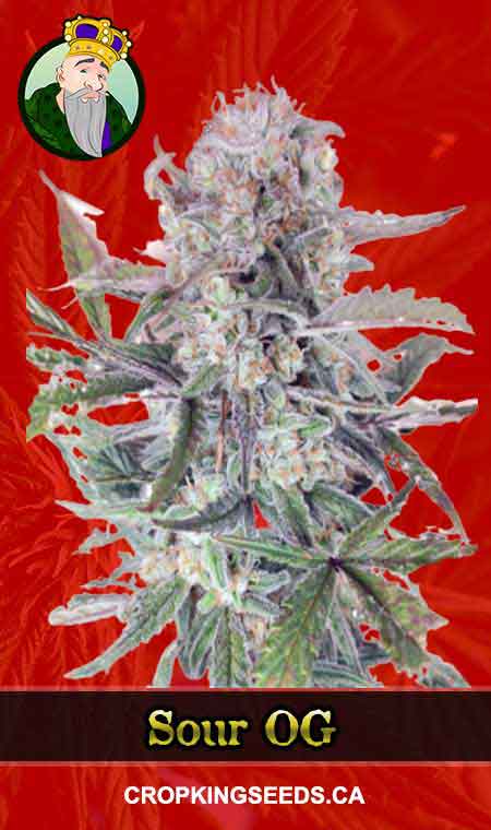 Sour OG seeds at Crop King Seeds