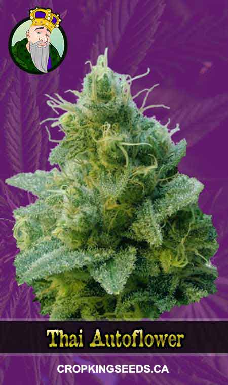 Thai seeds at Crop King Seeds