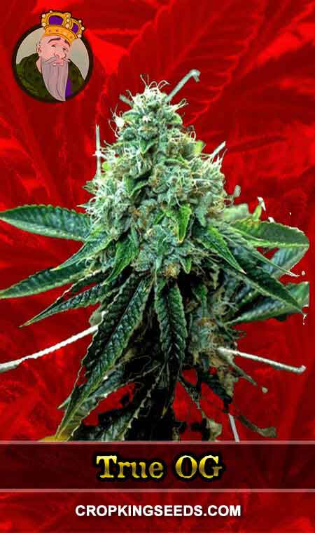 True OG seeds at Crop King Seeds