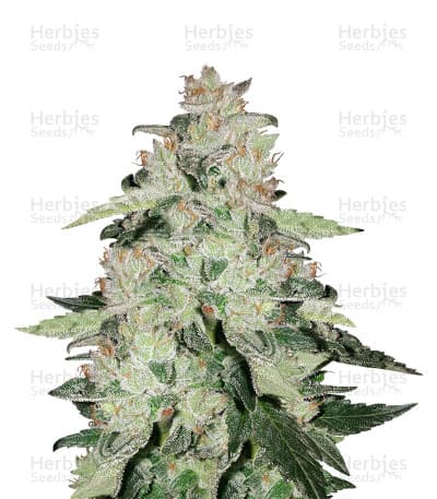 Do Si Dos seeds at Herbies Head Shop