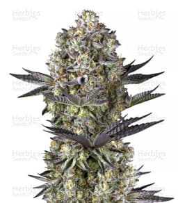 Dos Si Dos 33 cannabis strain