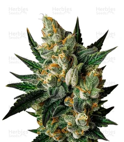 Exodus Cheese seeds at Herbies Head Shop