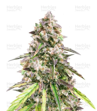 Fruit Punch seeds at Herbies Head Shop