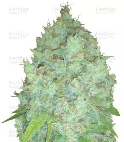 Galaxy seeds at Herbies Head Shop