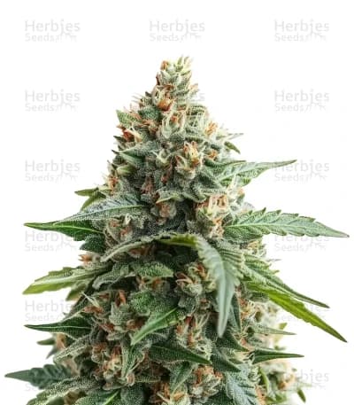 Georgia Pie seeds at Herbies Head Shop