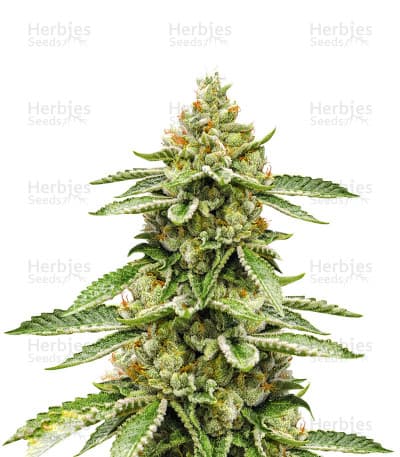 Ghost OG seeds at Herbies Head Shop