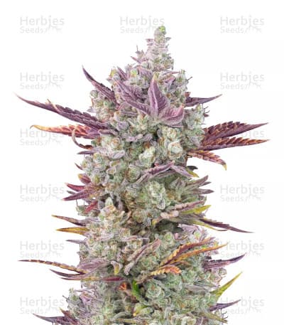 Gorilla Cookies seeds at Herbies Head Shop