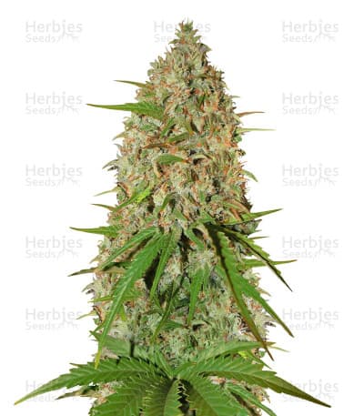 Grapefruit seeds at Herbies Head Shop
