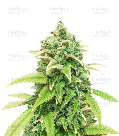 Green Crack seeds at Herbies Head Shop