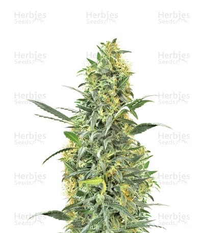 Hindu Kush seeds at Herbies Head Shop