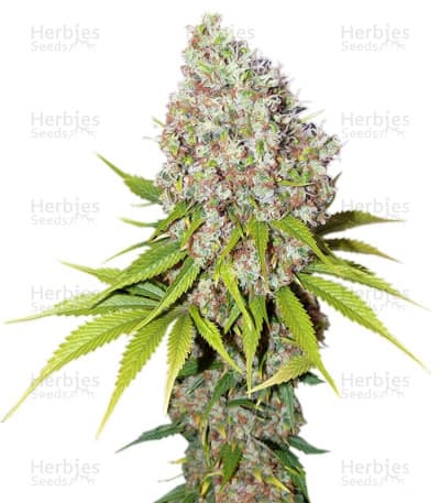 Ice seeds at Herbies Head Shop
