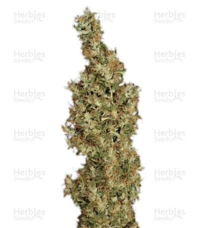 Kali Mist seeds at Herbies Head Shop