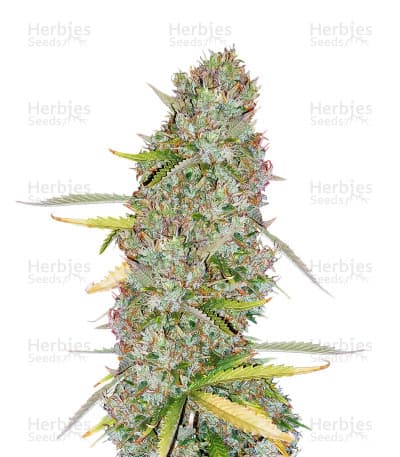 Kosher Dawg seeds at Herbies Head Shop