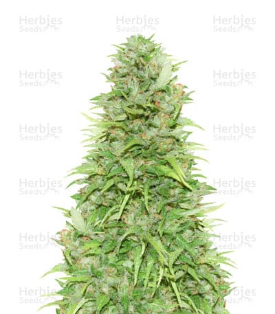 Kryptonite seeds at Herbies Head Shop