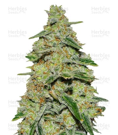 Lemon Cake seeds at Herbies Head Shop