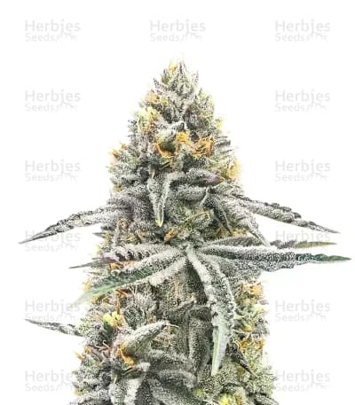 Lemon Jack seeds at Herbies Head Shop