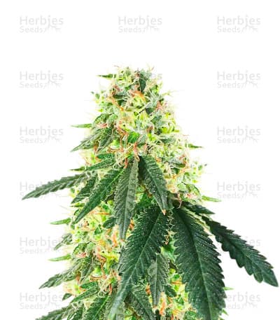 Lemon OG seeds at Herbies Head Shop