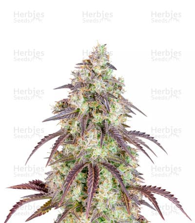 Lemon Pie seeds at Herbies Head Shop