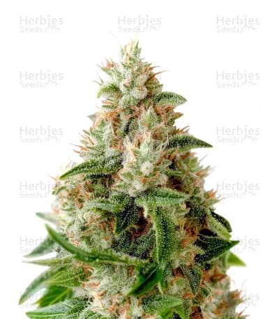 Lemon Skunk seeds at Herbies Head Shop