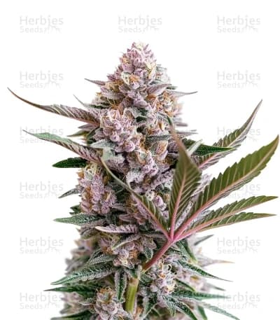 Lemon Tree seeds at Herbies Head Shop