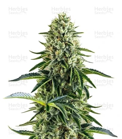 Limoncello seeds at Herbies Head Shop