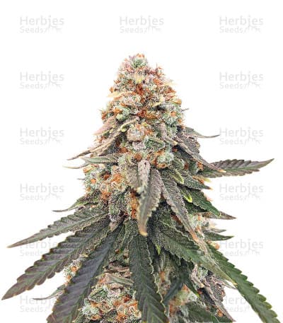 LSD seeds at Herbies Head Shop