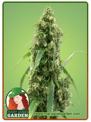 G13 seeds at Mary Jane's Garden