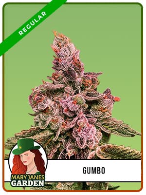Gumbo seeds at Mary Jane's Garden