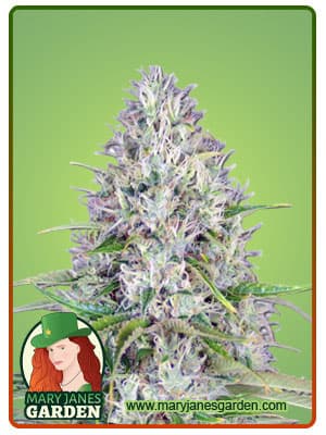 Haze seeds at Mary Jane's Garden