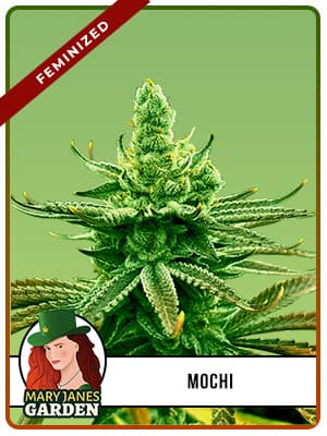 Mochi seeds at Mary Jane's Garden