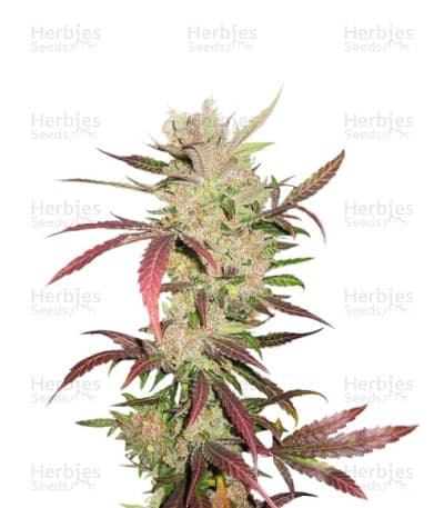 Master Kush seeds at Herbies Head Shop