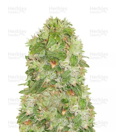 Moby Dick seeds at Herbies Head Shop