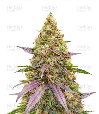 Money Maker seeds at Herbies Head Shop