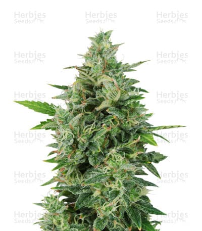 OG Kush seeds at Herbies Head Shop