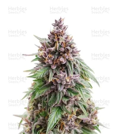 Oreoz seeds at Herbies Head Shop