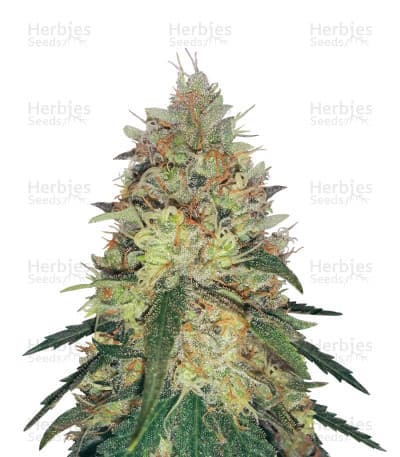 Pineapple Haze seeds at Herbies Head Shop