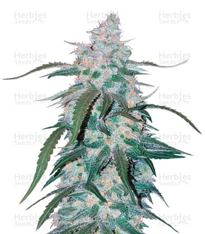 Pineapple seeds at Herbies Head Shop