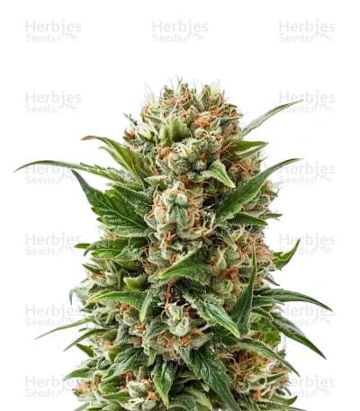 Purple Diesel seeds at Herbies Head Shop