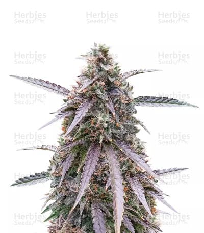 Purple Kush seeds at Herbies Head Shop