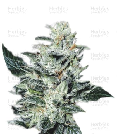 Sensi Star seeds at Herbies Head Shop