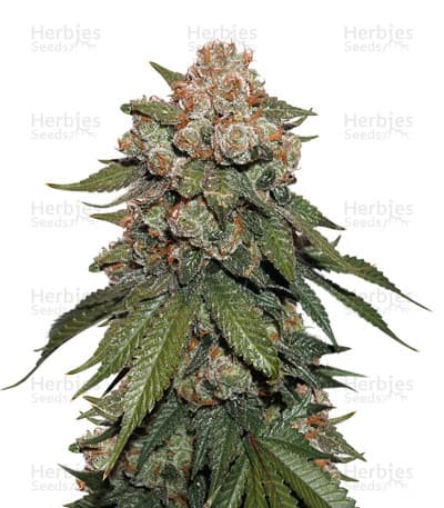 Sherbet seeds at Herbies Head Shop