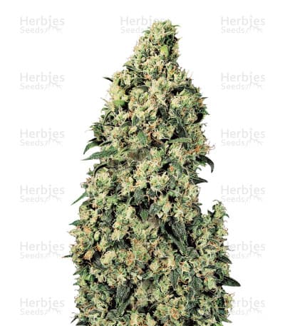 Skunk #1 seeds at Herbies Head Shop