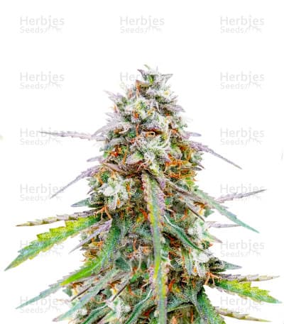 Skywalker OG seeds at Herbies Head Shop
