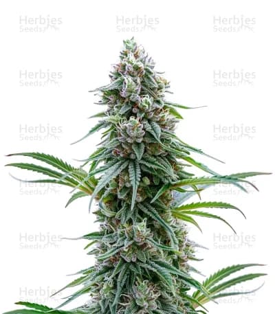 Space Queen seeds at Herbies Head Shop